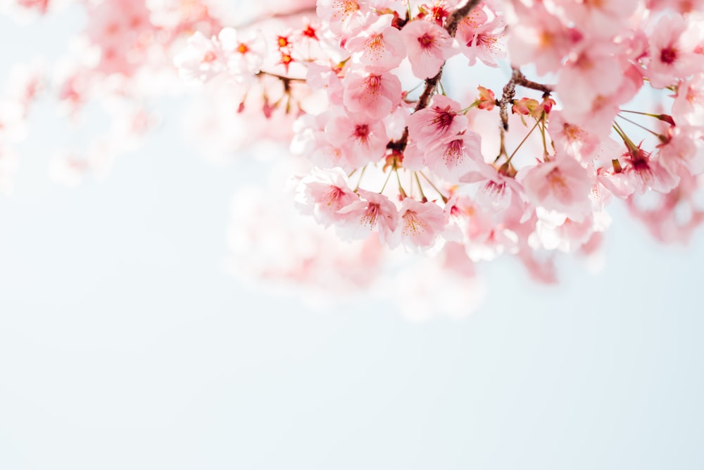 pink cherry blossom in close up photography