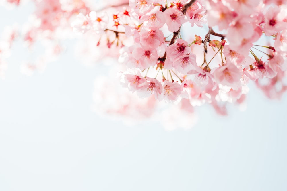 fiore di ciliegio rosa in fotografia ravvicinata