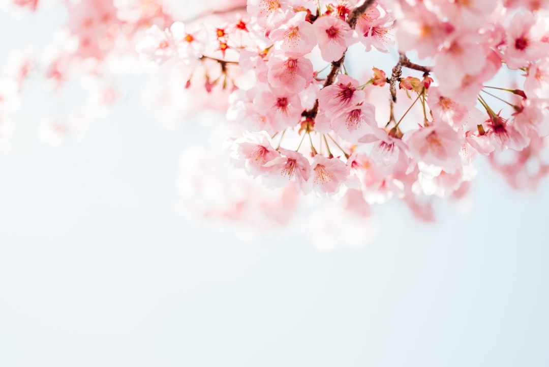 大阪城有櫻花嗎？大阪城賞櫻攻略：花期、夜間點燈
