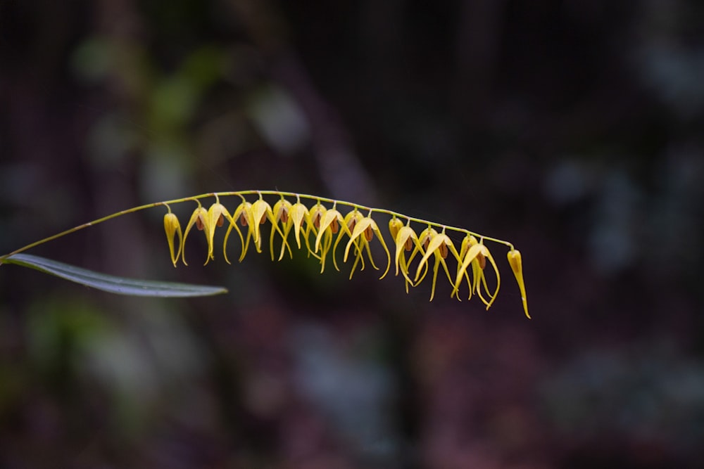 yellow and black caterpillar on yellow stem