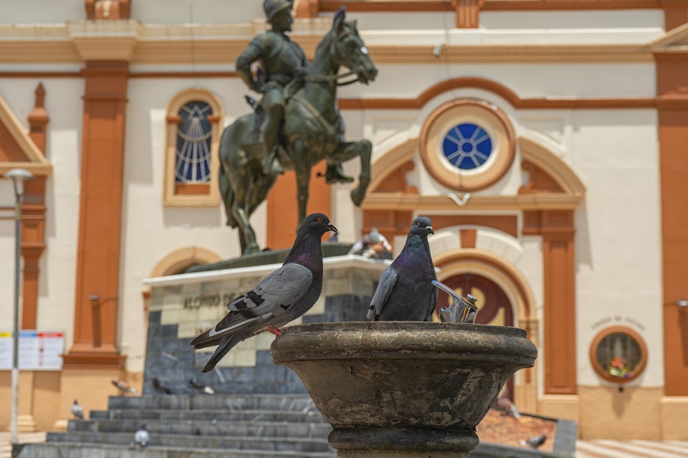 black pigeon on black bird bath