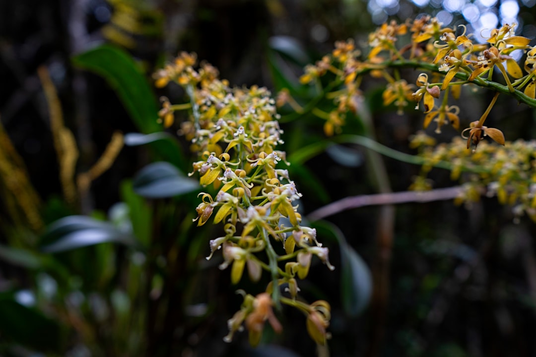 yellow and white flower in tilt shift lens