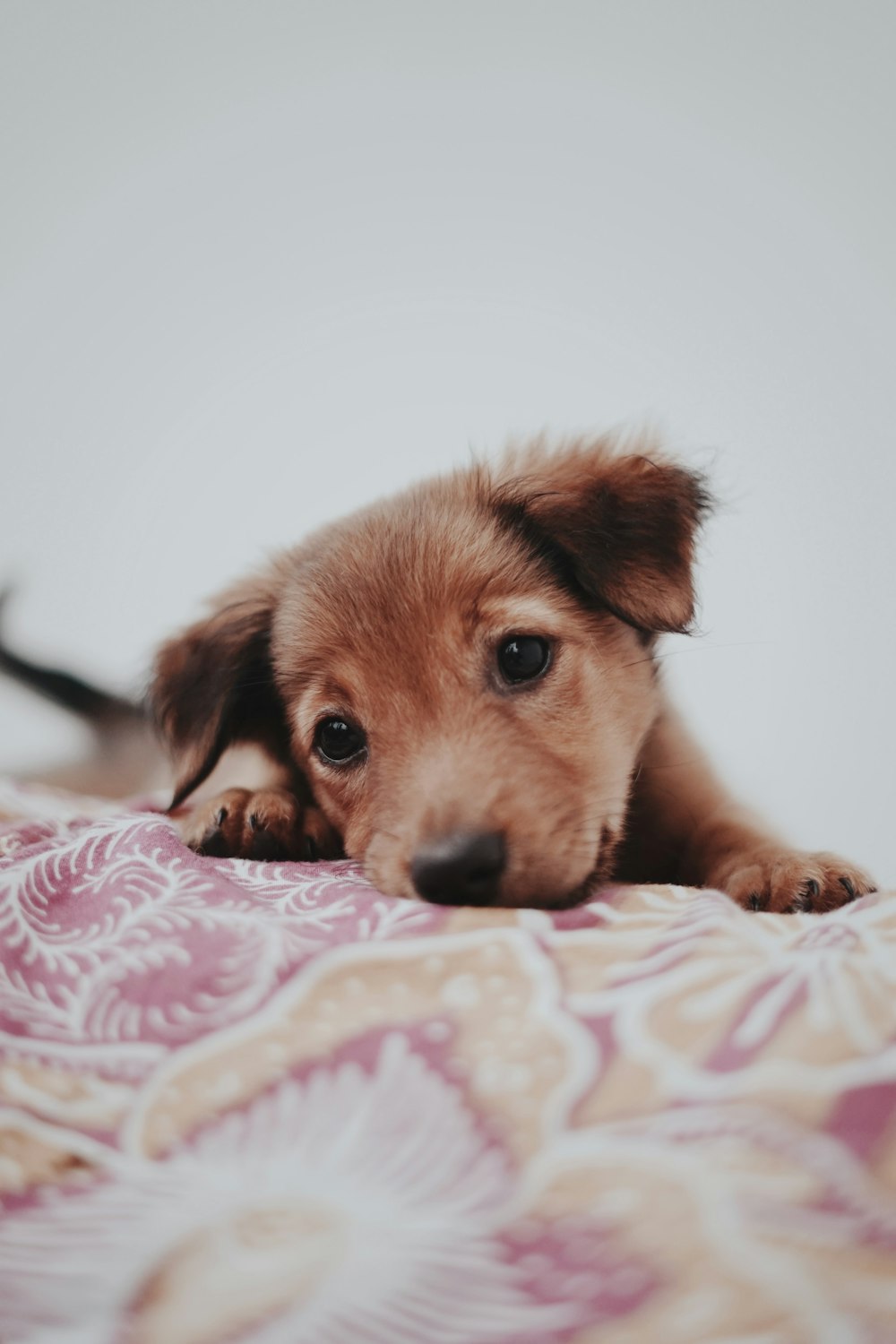 brown short coated dog lying on white and pink floral textile