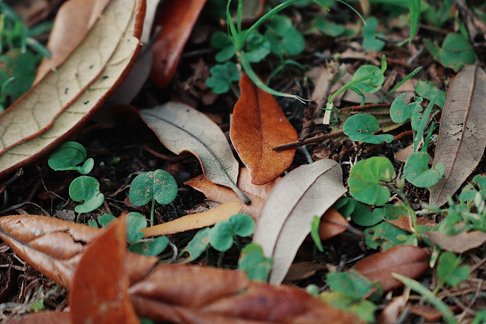 brown dried leaf on green grass