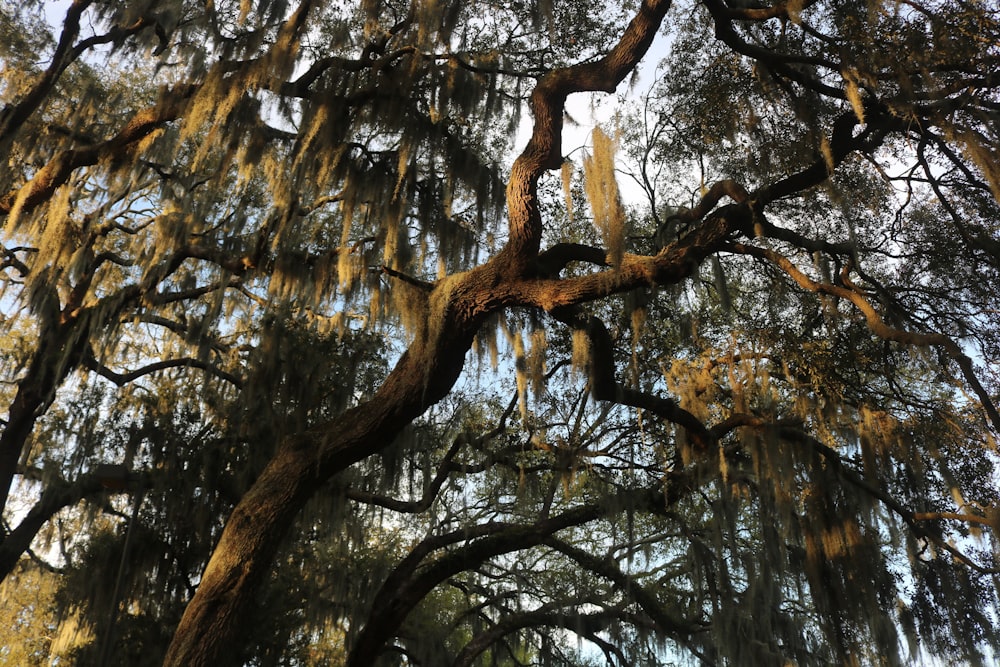 brown tree with green leaves during daytime