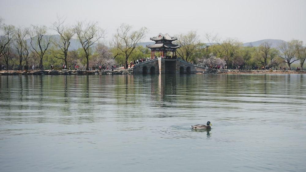 brown wooden dock on lake during daytime