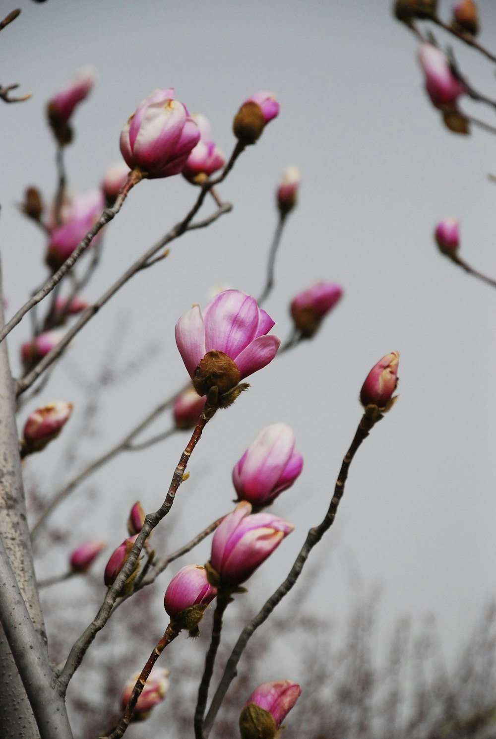 pink flower on brown stem