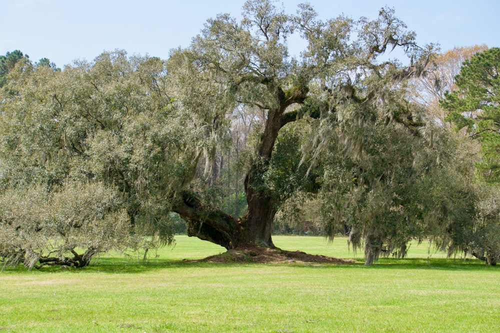 Champ d’herbe verte avec des arbres pendant la journée