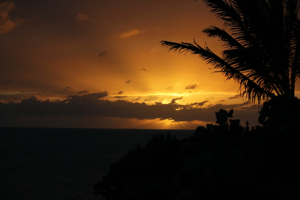 silhouette of palm tree during sunset