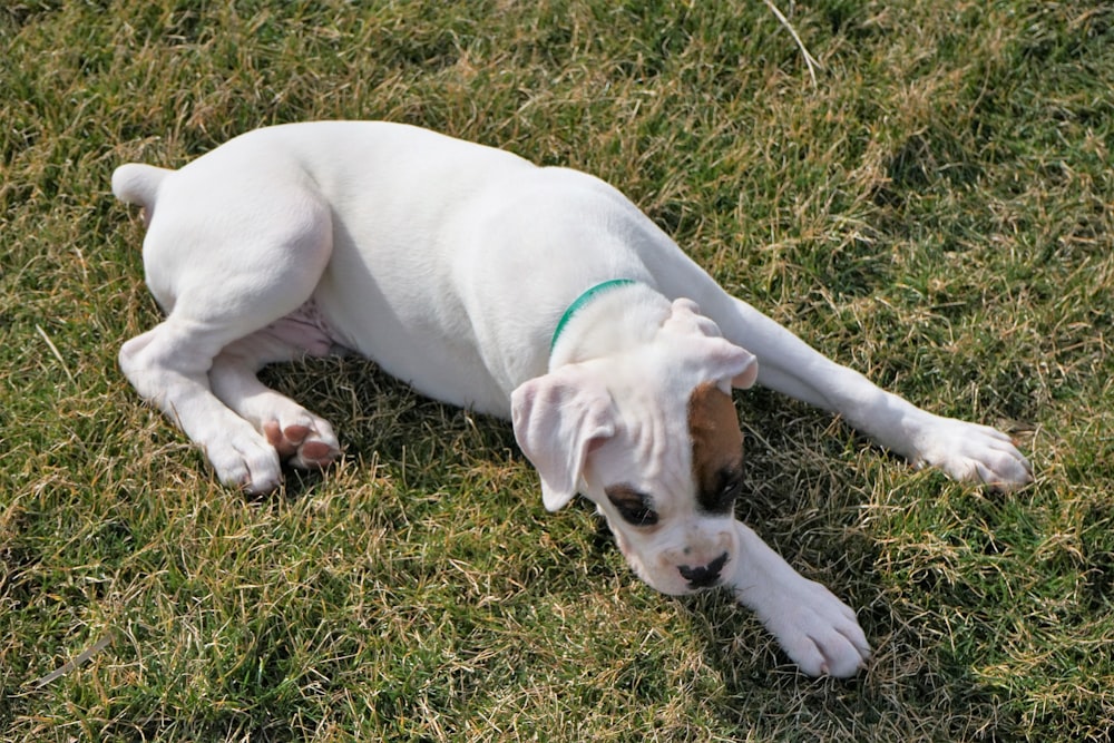 white short coated dog lying on green grass