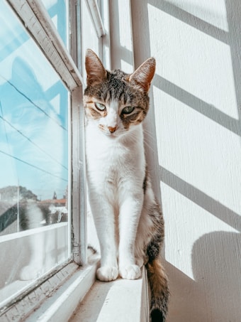 A cat with a mix of white and tabby fur sits on a windowsill bathed in sunlight. Its eyes gaze directly forward with a calm and curious expression. The shadow of the window's frame creates diagonal lines on the wall beside the cat, adding a geometric element to the scene.