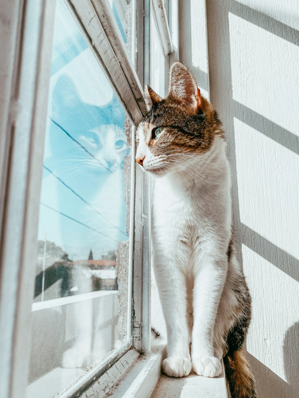 white and brown cat looking out the window