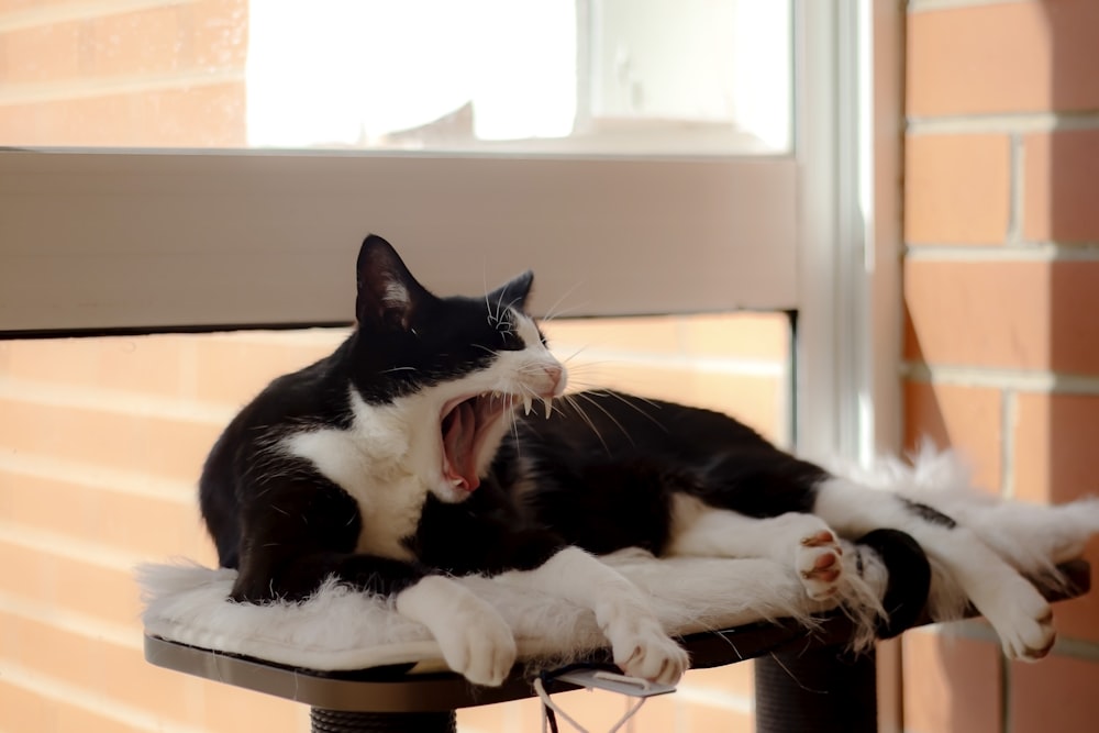 tuxedo cat on white wooden table