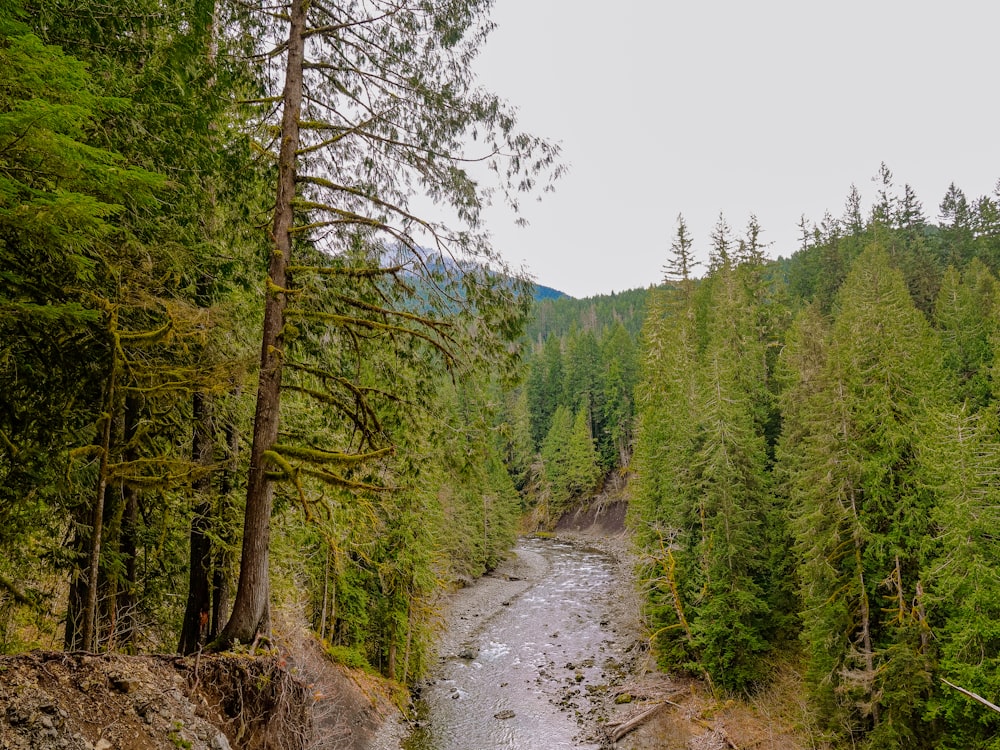 green trees on gray dirt road during daytime