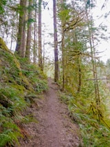 A peaceful trail winding through lush green forests typical of the Pacific Northwest.
