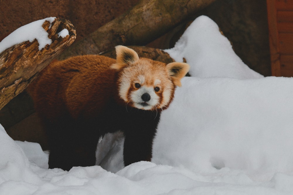 brown and white bear on snow covered ground