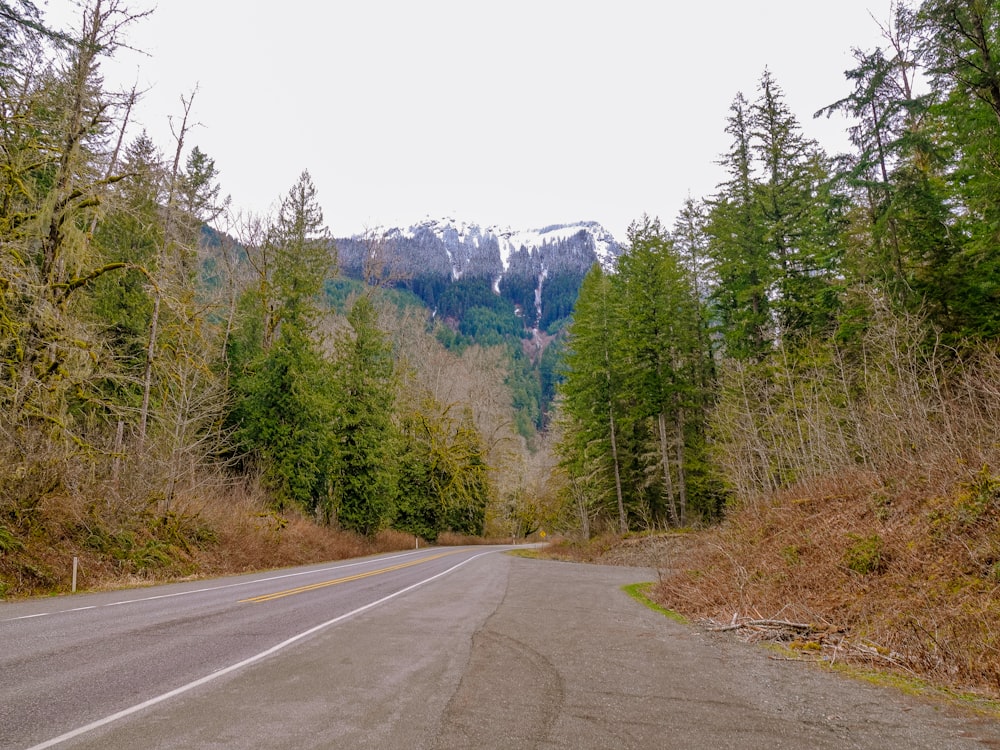 gray concrete road between green trees during daytime