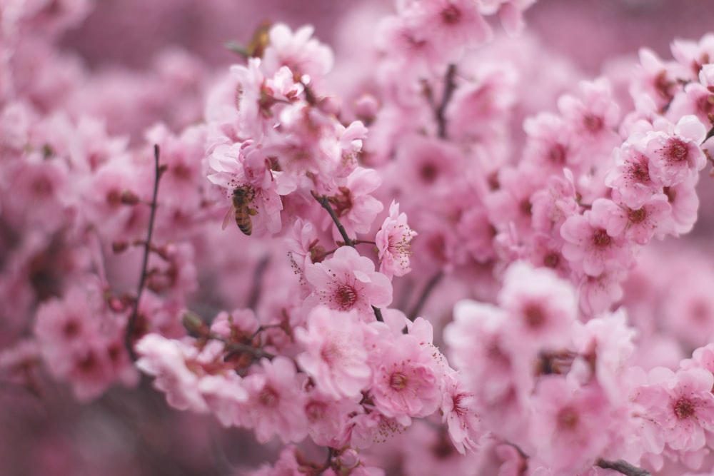 pink and white flowers in tilt shift lens