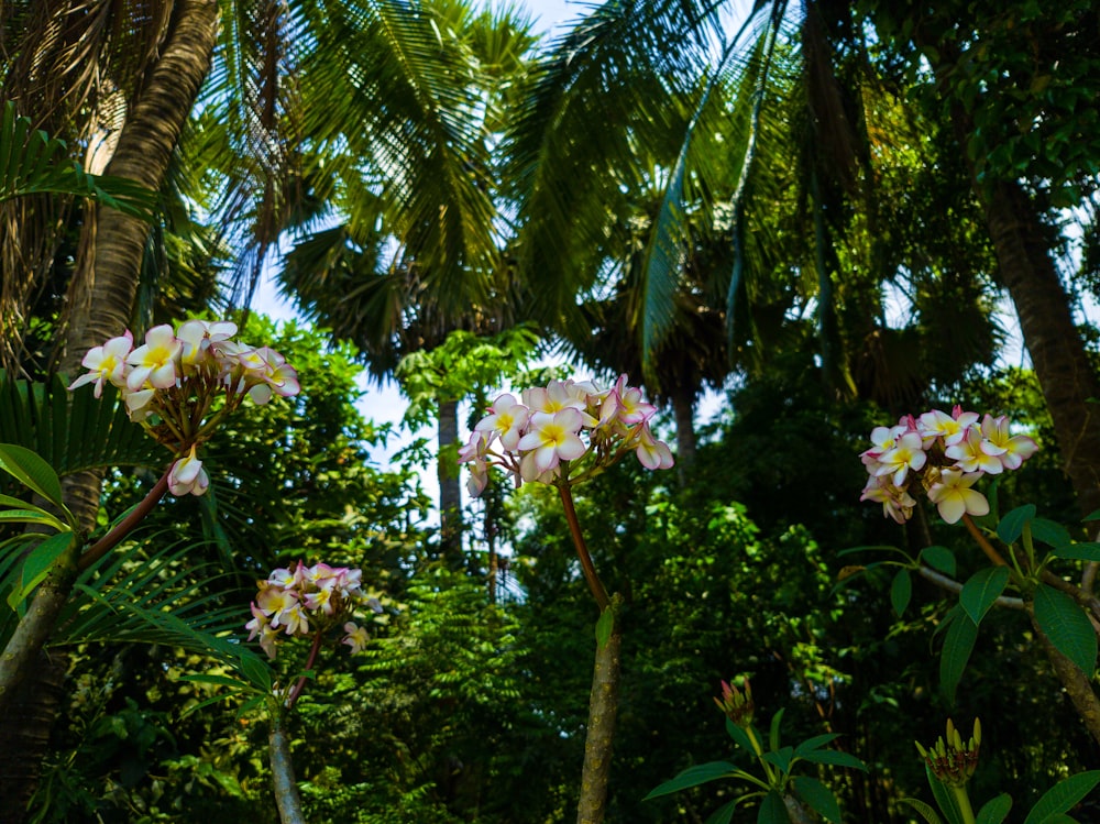 white flowers on brown tree branch