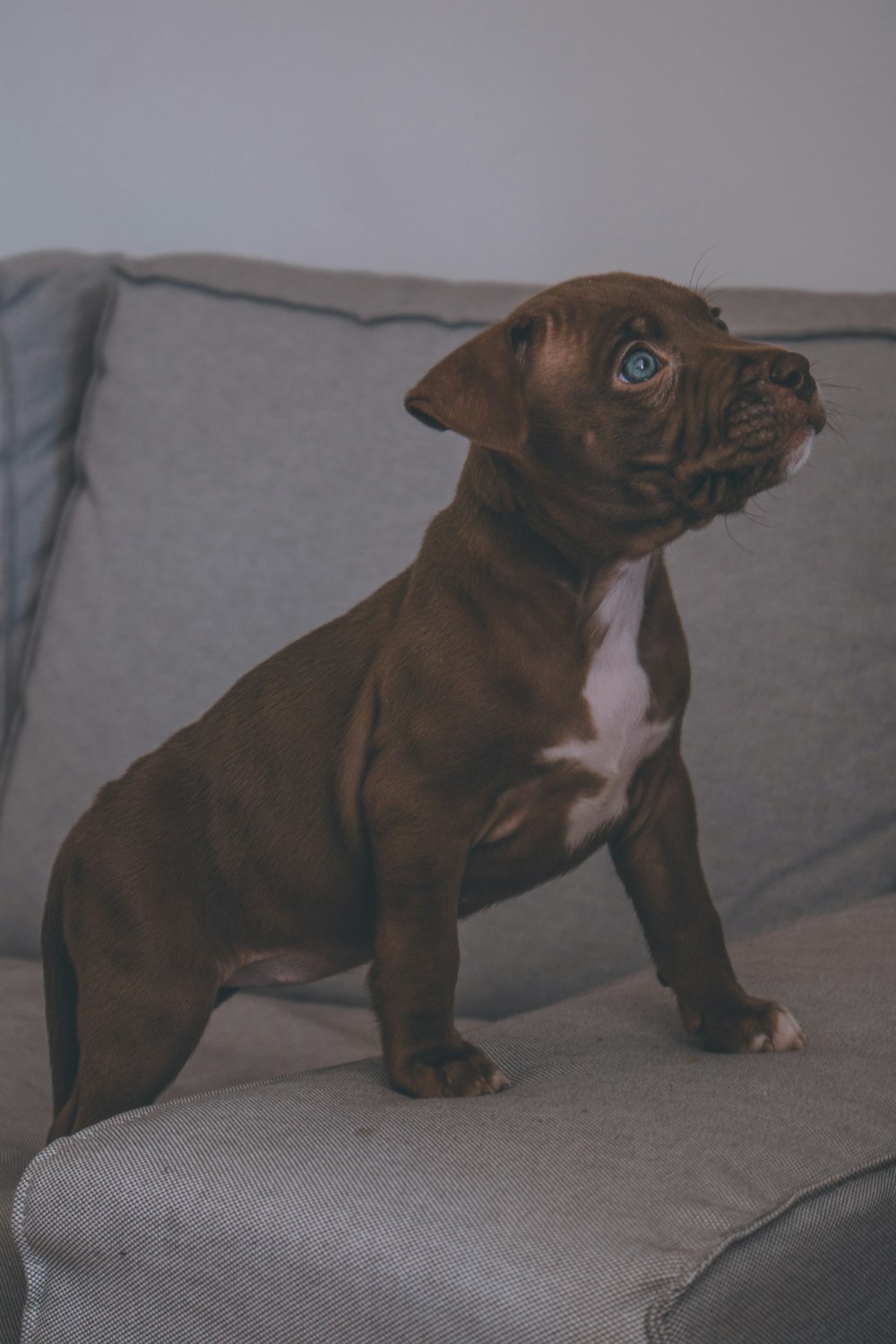 brown and white short coated puppy