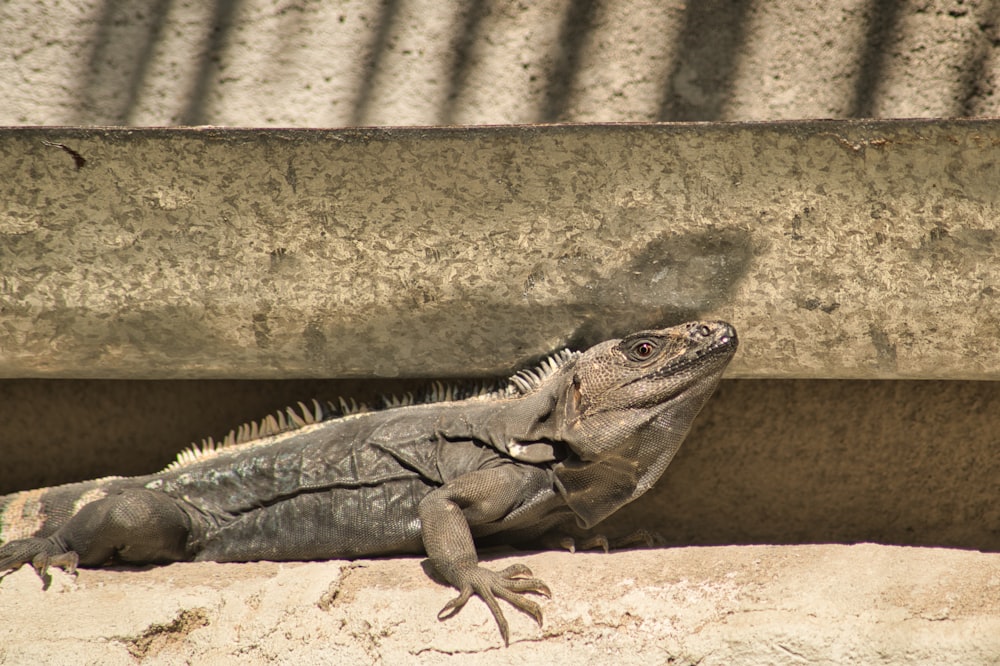 gray and brown iguana on brown concrete wall