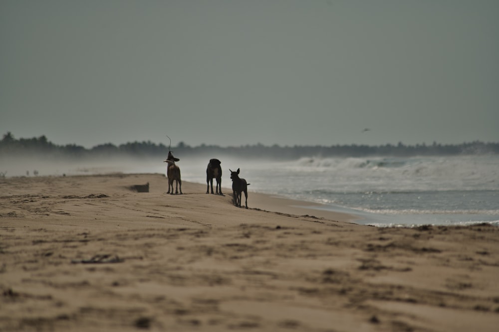 2 people walking on beach during daytime