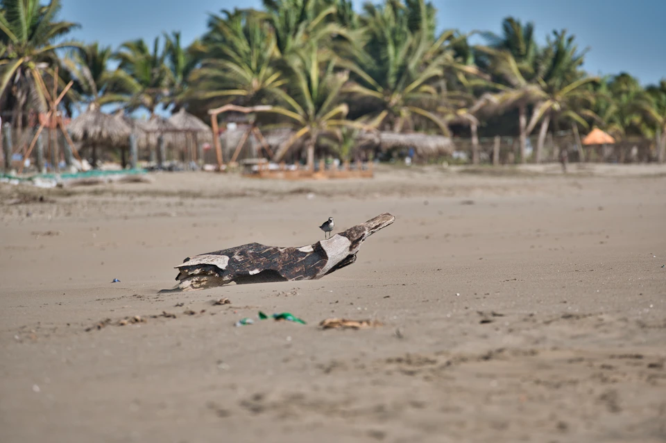 The image depicts a serene beach scene with a large, brown driftwood log lying on its side near the water's edge. The driftwood is positioned towards the left side of the frame and appears to be partially submerged in the sand. In the background, there are several palm trees swaying gently under the clear blue sky. A few people can also be seen scattered around the beach area, adding a touch of life to the tranquil setting.

The image does not contain any discernible text or countable objects, and it is a still photo capturing the essence of a peaceful day at the beach.