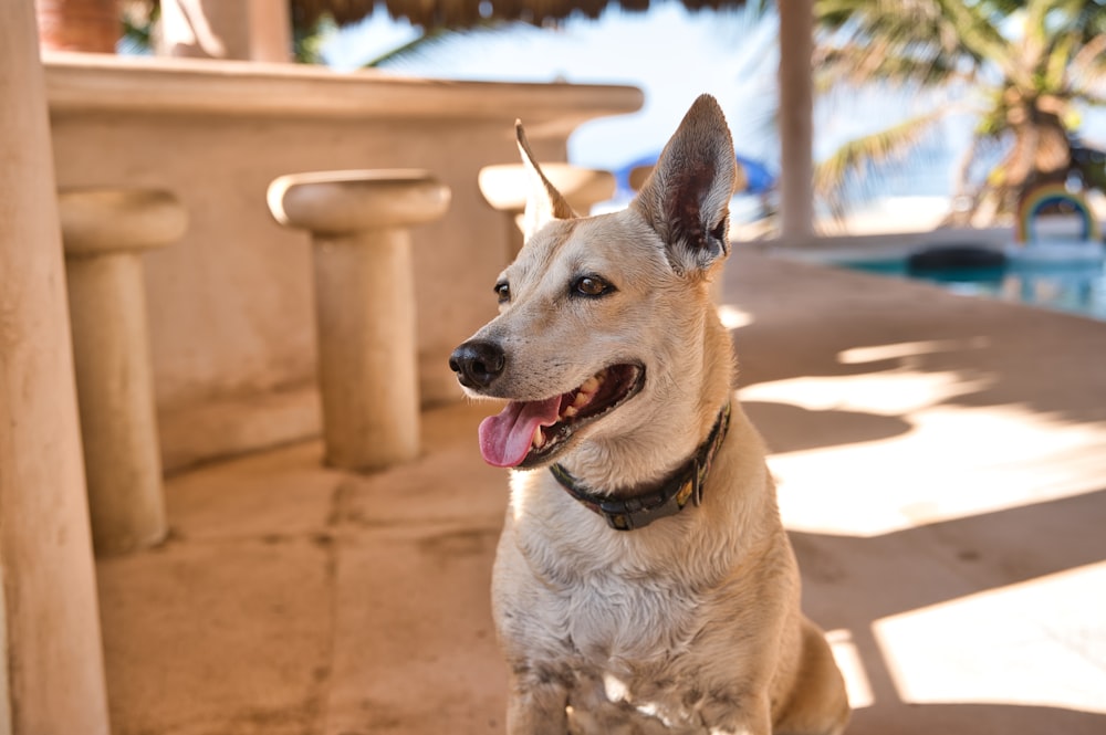 brown and white short coated dog