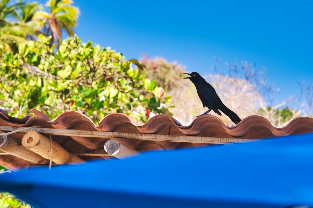 black bird on brown roof during daytime