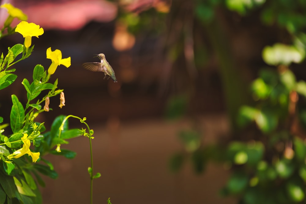 brown and black hummingbird flying near yellow flower
