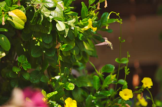 A vibrant yellow hummingbird hovering near bright green herbal leaves.