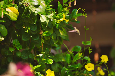 A vibrant yellow hummingbird hovering near bright green herbal leaves.