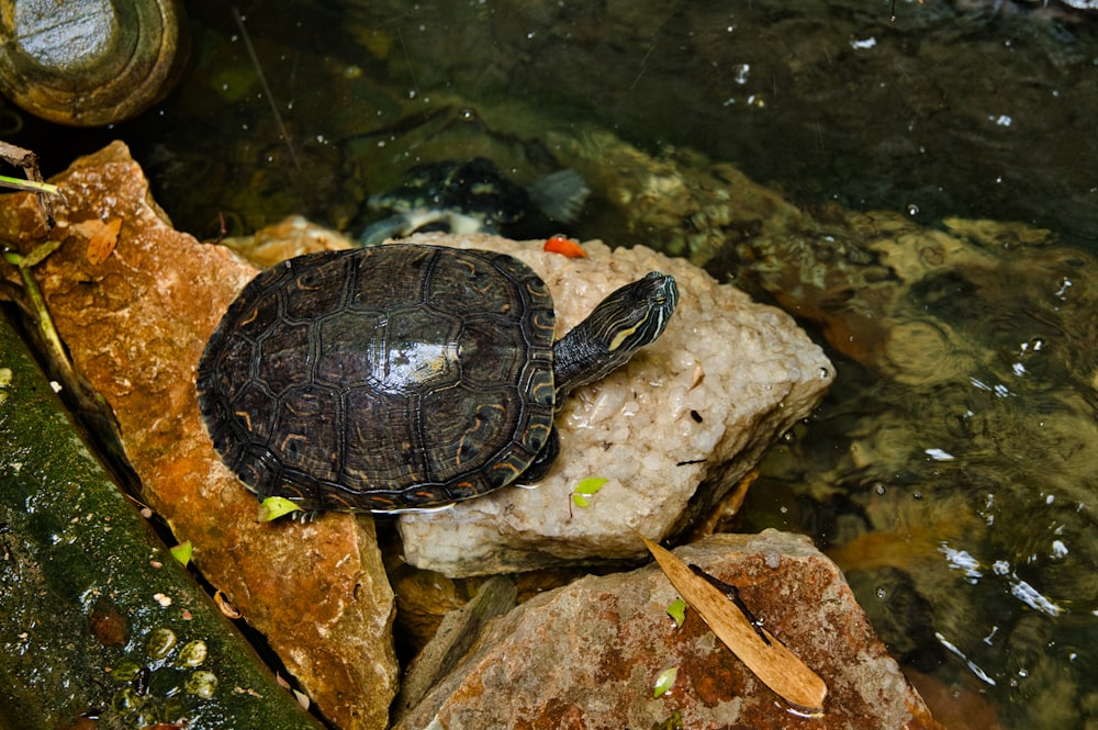 black and gray turtle on water