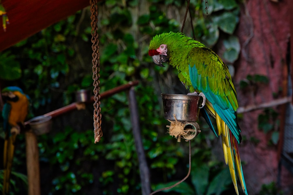 green blue and yellow parrot on brown rope