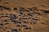 Close-up of a baby turtle making its first journey to the sea under the watchful eyes of volunteers.