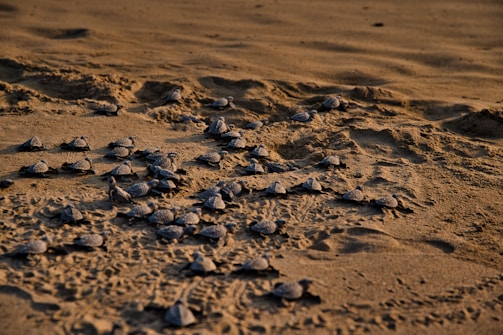 Marine biologists tagging sea turtles along a coastline at sunrise.