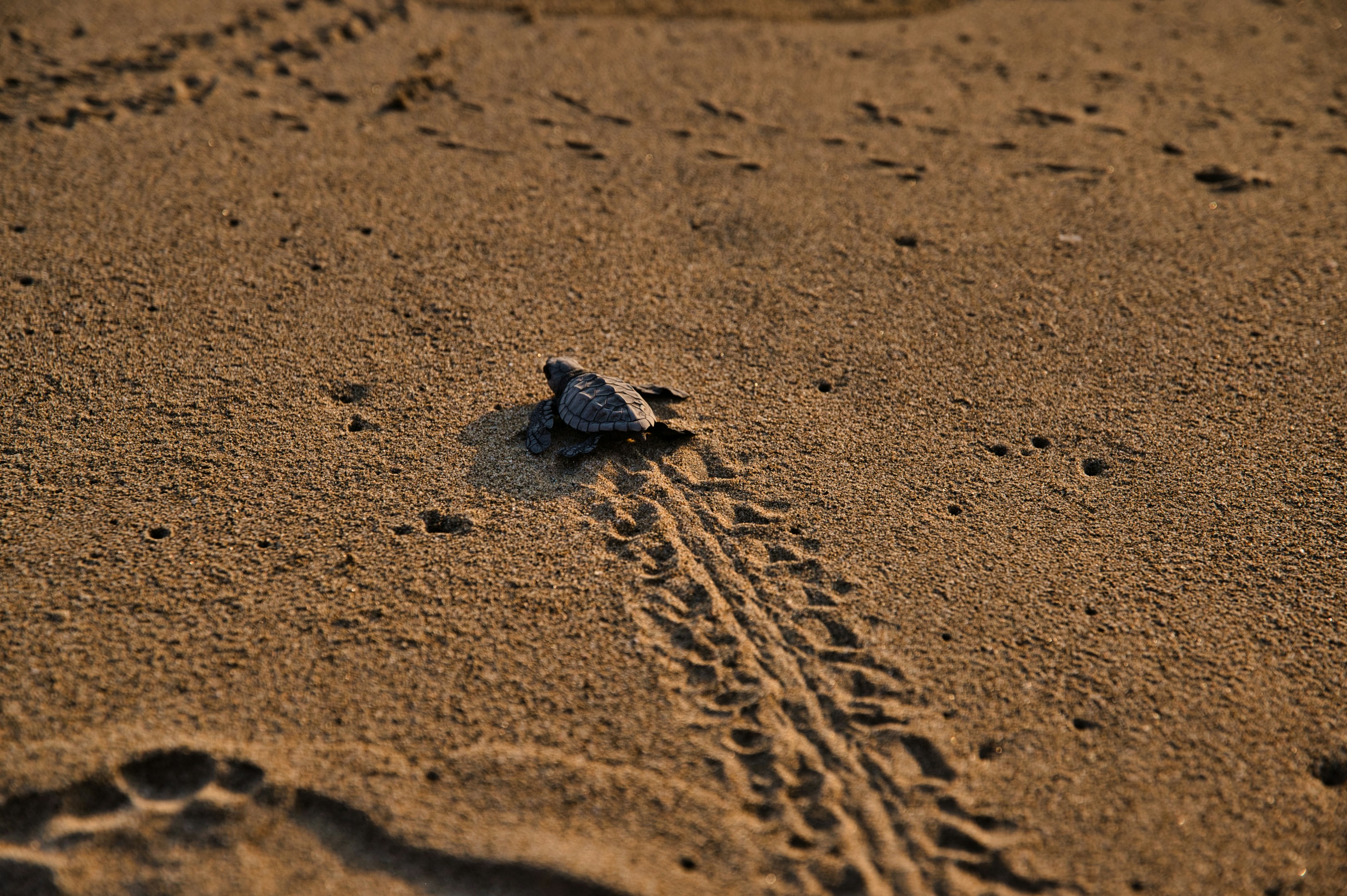tortuga recién nacida caminando sobre la arena con dirección al mar.