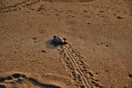 ponte-tortue-marine-au-costa-rica-tortuguero