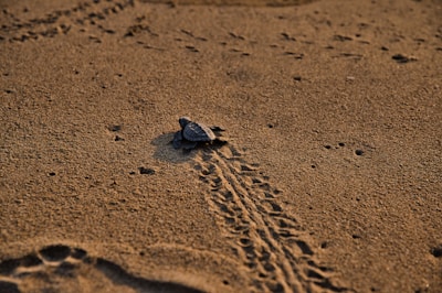 brown sea turtle on brown sand during daytime