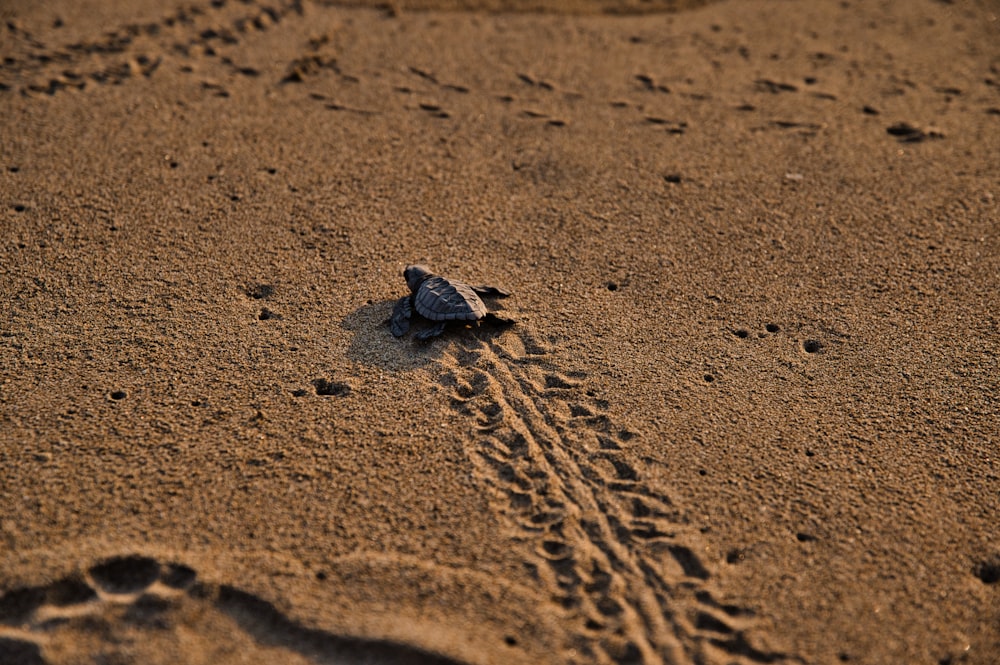 brown sea turtle on brown sand during daytime