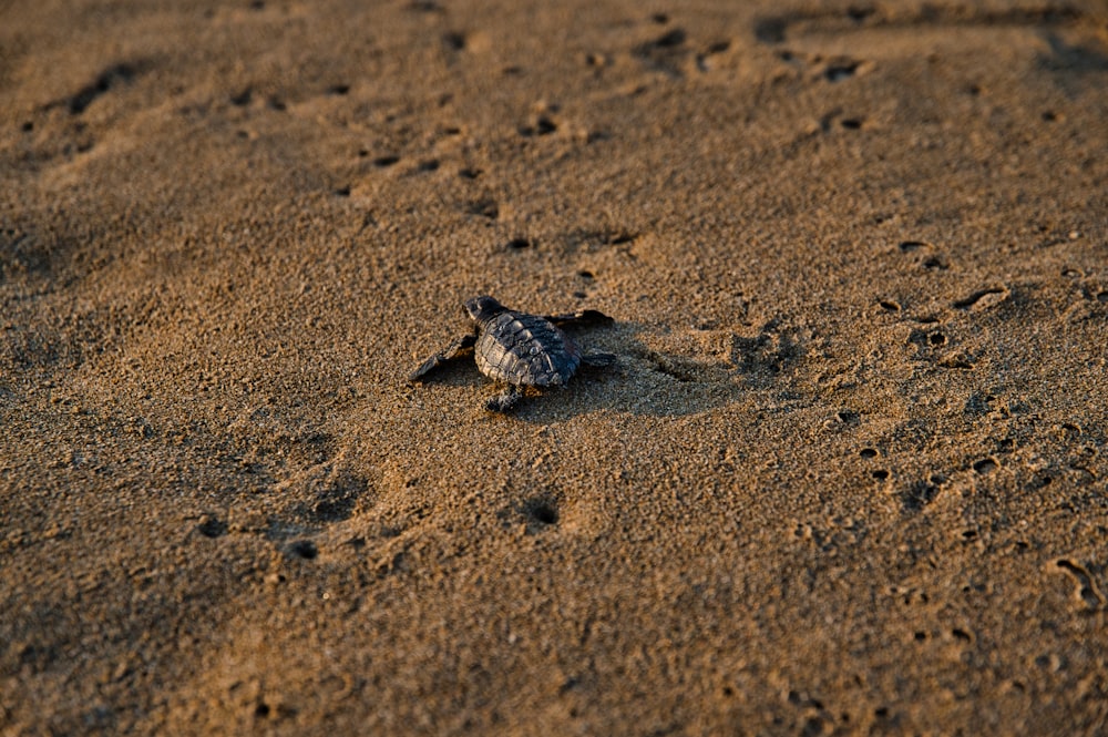 brown and white turtle on brown sand during daytime