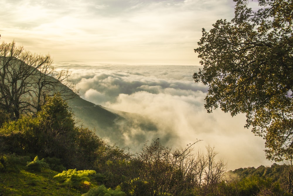 green trees on mountain under white clouds during daytime