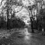 Black and white photo of a quiet forest path.