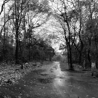 A serene black and white photo of a misty forest path, evoking calm and mystery.