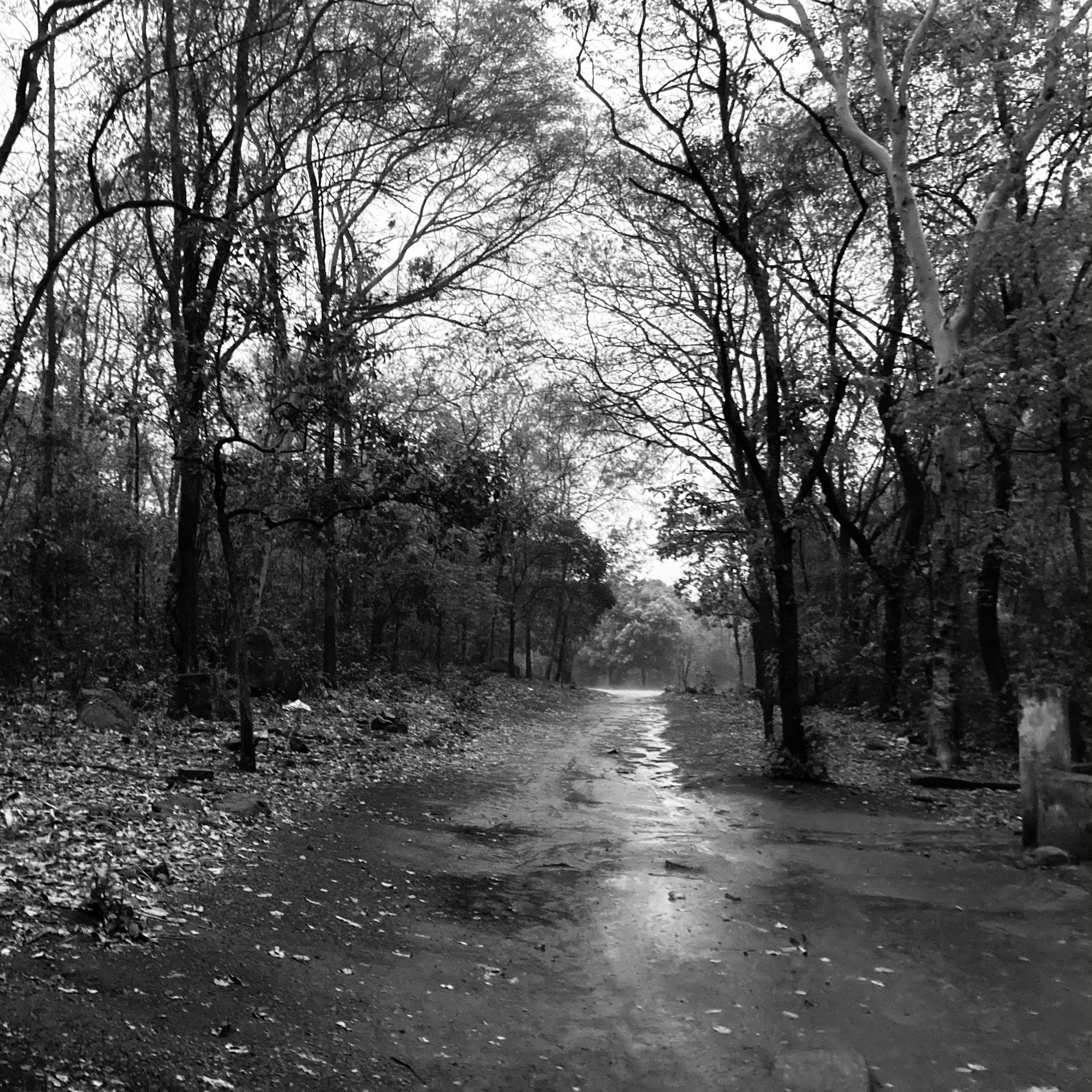 An emotional black-and-white photograph of a misty forest path, evoking a sense of calm and introspection.
