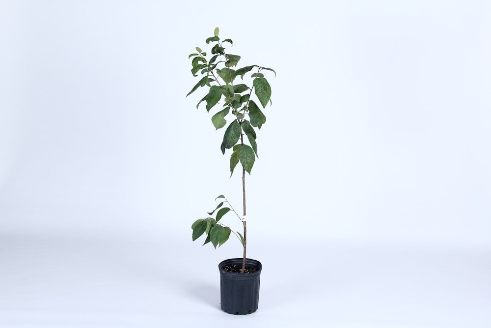 green plant on black pot