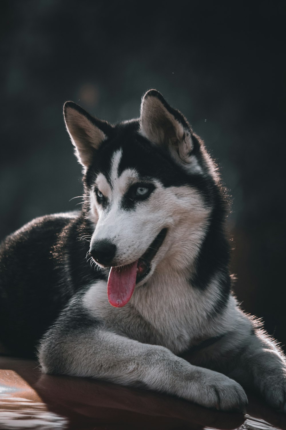 black and white siberian husky