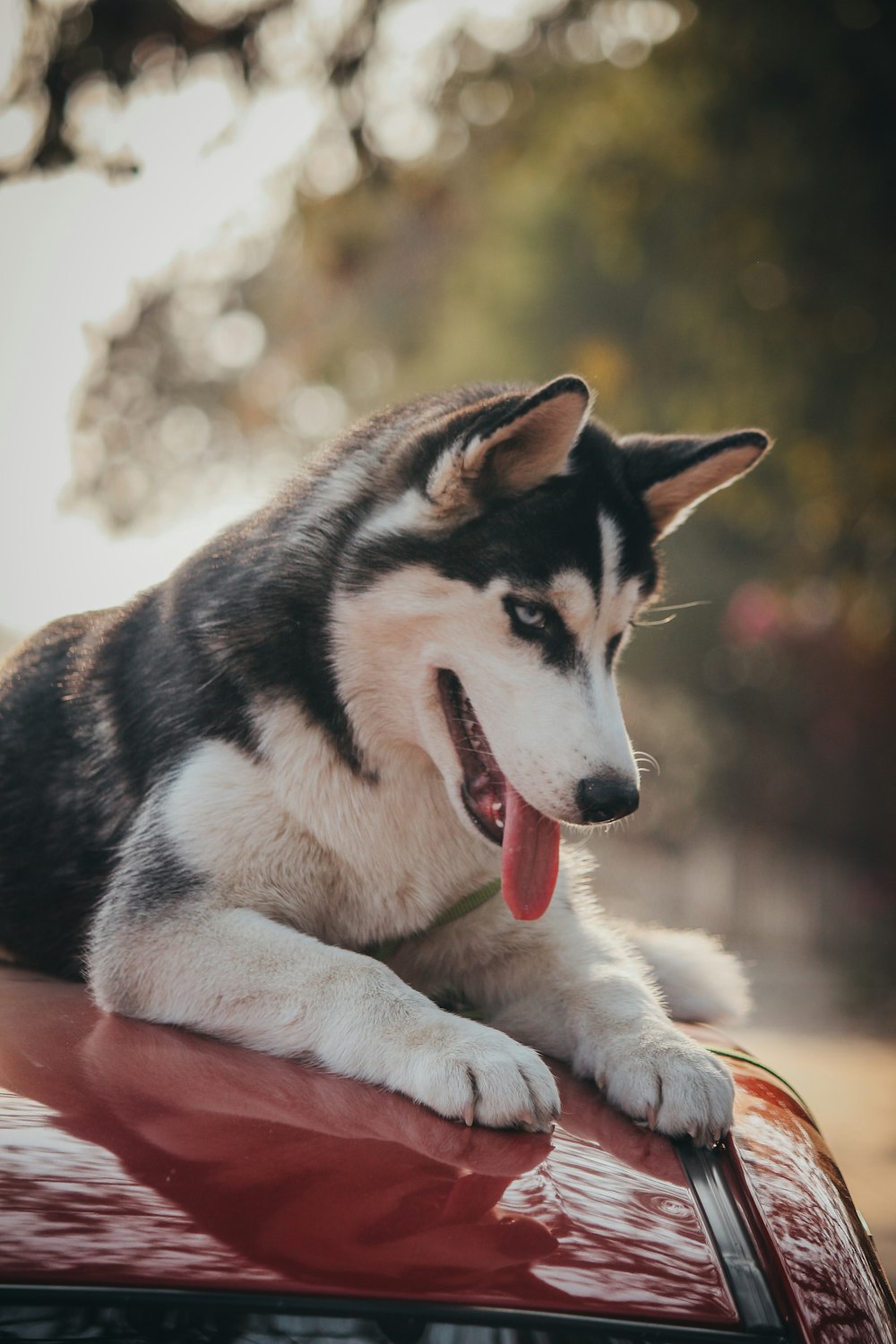 black and white siberian husky puppy on snow covered ground during daytime  photo – Free Husky Image on Unsplash