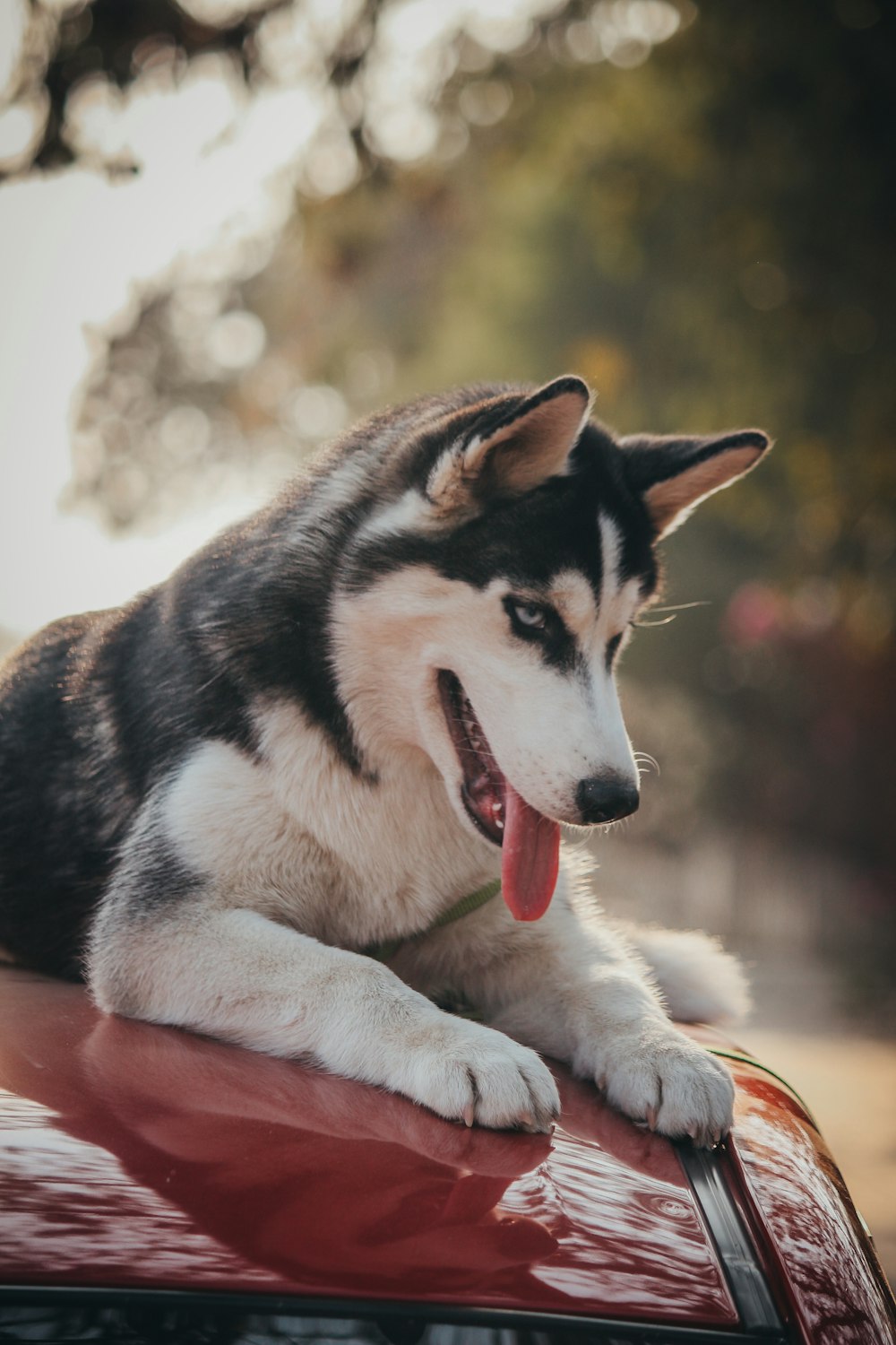 Cucciolo di husky siberiano bianco e nero su terreno coperto di neve durante il giorno