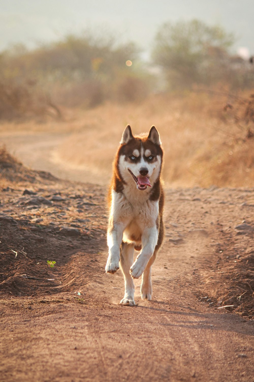 white and brown siberian husky on brown dirt road during daytime